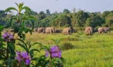 TN Way Kambas Perkuat Strategi Terpadu Tekan Konflik Gajah dan Manusia