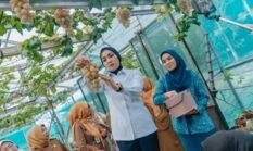 Wulan Sari Mirza Panen Anggur dan Melon di PKK Agro Park
