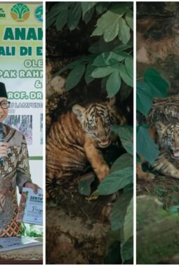 Mirza Kenalkan Anak Kyai Batua dan Sinta; Puspa dan Muli Sikop
