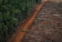 HUTAN menjadi satu kebutuhan. Akankah Indonesia masih akan memiliki Hutan lestari? [Net/Ist]