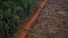 HUTAN menjadi satu kebutuhan. Akankah Indonesia masih akan memiliki Hutan lestari? [Net/Ist]