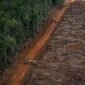 HUTAN menjadi satu kebutuhan. Akankah Indonesia masih akan memiliki Hutan lestari? [Net/Ist]