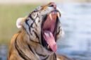 Harimau