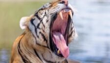 Harimau