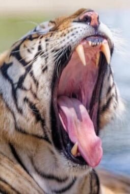 Hari Harimau Internasional Dirayakan di Heiliongjing