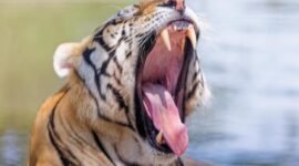 Harimau