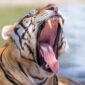 Harimau