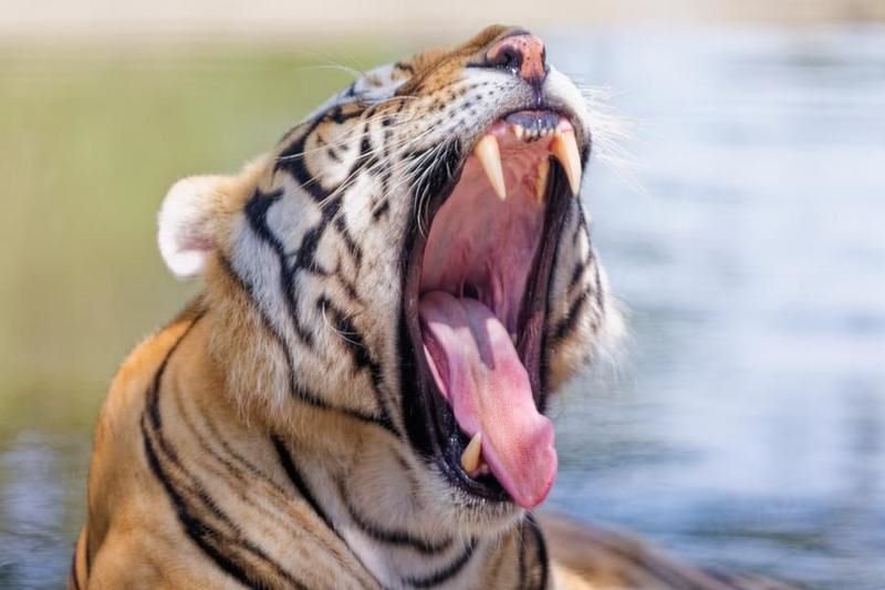 Harimau