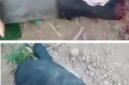 viral video memperlihatkan aksi memprihatinkan pembataian seekor Tapir (Tapirus indicus), di Jalan Lintas Timur, kawasan Register 45, Sungai Buaya, Kabupaten Mesuji.[Na]