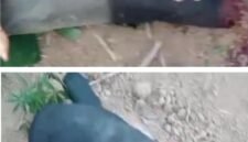 viral video memperlihatkan aksi memprihatinkan pembataian seekor Tapir (Tapirus indicus), di Jalan Lintas Timur, kawasan Register 45, Sungai Buaya, Kabupaten Mesuji.[Na]