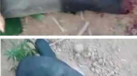 viral video memperlihatkan aksi memprihatinkan pembataian seekor Tapir (Tapirus indicus), di Jalan Lintas Timur, kawasan Register 45, Sungai Buaya, Kabupaten Mesuji.[Na]