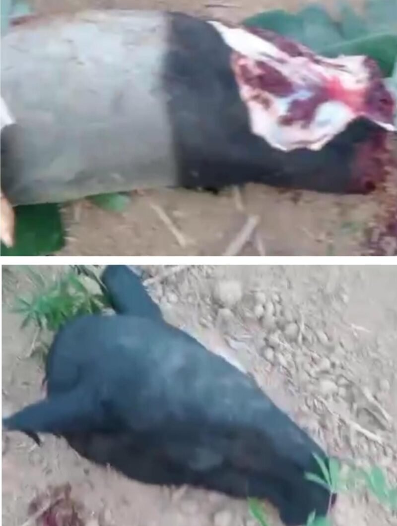 viral video memperlihatkan aksi memprihatinkan pembataian seekor Tapir (Tapirus indicus), di Jalan Lintas Timur, kawasan Register 45, Sungai Buaya, Kabupaten Mesuji.[Na]