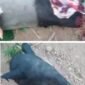 viral video memperlihatkan aksi memprihatinkan pembataian seekor Tapir (Tapirus indicus), di Jalan Lintas Timur, kawasan Register 45, Sungai Buaya, Kabupaten Mesuji.[Na]