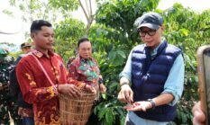 PHC Ubah Wajah Perkebunan Kopi Lampung, Gubernur Mirza Dorong Produktivitas Kopi Meningkat