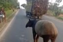 Jagat maya dan masyarakat Kabupaten Mesuji di hebohkan dengan beredarnya sebuah video yang memperlihatkan seekor tapir (_Tapirus indicus_), satwa liar yang dilindungi, berada di tengah Jalan Lintas Timur kawasan Register 45, Kabupaten Mesuji, viral di media sosial dan menarik perhatian masyarakat.[De]