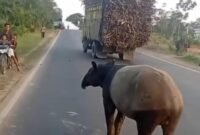 Jagat maya dan masyarakat Kabupaten Mesuji di hebohkan dengan beredarnya sebuah video yang memperlihatkan seekor tapir (_Tapirus indicus_), satwa liar yang dilindungi, berada di tengah Jalan Lintas Timur kawasan Register 45, Kabupaten Mesuji, viral di media sosial dan menarik perhatian masyarakat.[De]