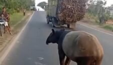 Jagat maya dan masyarakat Kabupaten Mesuji di hebohkan dengan beredarnya sebuah video yang memperlihatkan seekor tapir (_Tapirus indicus_), satwa liar yang dilindungi, berada di tengah Jalan Lintas Timur kawasan Register 45, Kabupaten Mesuji, viral di media sosial dan menarik perhatian masyarakat.[De]