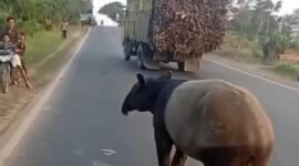 Jagat maya dan masyarakat Kabupaten Mesuji di hebohkan dengan beredarnya sebuah video yang memperlihatkan seekor tapir (_Tapirus indicus_), satwa liar yang dilindungi, berada di tengah Jalan Lintas Timur kawasan Register 45, Kabupaten Mesuji, viral di media sosial dan menarik perhatian masyarakat.[De]