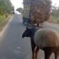 Jagat maya dan masyarakat Kabupaten Mesuji di hebohkan dengan beredarnya sebuah video yang memperlihatkan seekor tapir (_Tapirus indicus_), satwa liar yang dilindungi, berada di tengah Jalan Lintas Timur kawasan Register 45, Kabupaten Mesuji, viral di media sosial dan menarik perhatian masyarakat.[De]