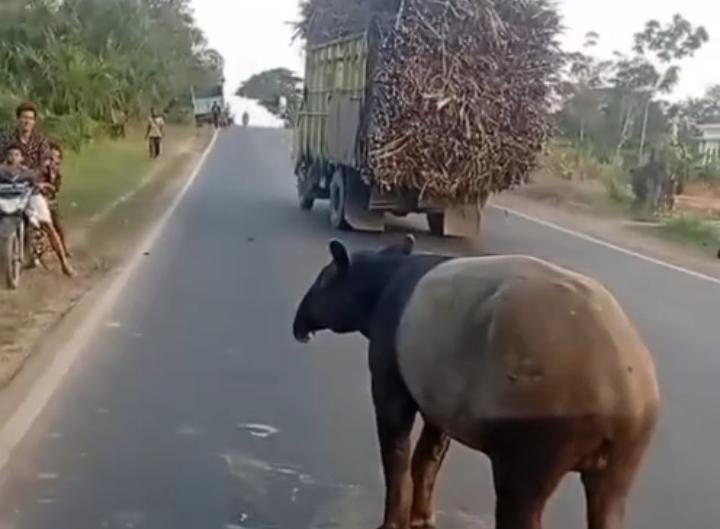 Jagat maya dan masyarakat Kabupaten Mesuji di hebohkan dengan beredarnya sebuah video yang memperlihatkan seekor tapir (_Tapirus indicus_), satwa liar yang dilindungi, berada di tengah Jalan Lintas Timur kawasan Register 45, Kabupaten Mesuji, viral di media sosial dan menarik perhatian masyarakat.[De]