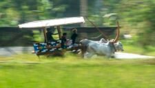Peserta mengikuti Festival Gerobak Sapi yang diselenggarakan di Lapangan Pojok, Desa Harjobinangun, Kecamatan Pakem, Kabupaten Sleman, Daerah Istimewa Yogyakarta, pada 30 Agustus 2026. (Xinhua)