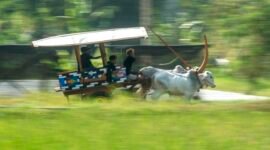 Peserta mengikuti Festival Gerobak Sapi yang diselenggarakan di Lapangan Pojok, Desa Harjobinangun, Kecamatan Pakem, Kabupaten Sleman, Daerah Istimewa Yogyakarta, pada 30 Agustus 2026. (Xinhua)