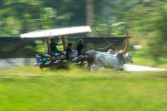 Peserta mengikuti Festival Gerobak Sapi yang diselenggarakan di Lapangan Pojok, Desa Harjobinangun, Kecamatan Pakem, Kabupaten Sleman, Daerah Istimewa Yogyakarta, pada 30 Agustus 2026. (Xinhua)