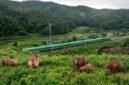 Foto dari udara yang diabadikan menggunakan drone pada 8 Agustus 2024 ini memperlihatkan kawanan gajah di Dadugang, Kota Jinghong, Prefektur Otonom Etnis Dai Xishuangbanna, Provinsi Yunnan, China barat daya. (Xin)