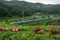 Foto dari udara yang diabadikan menggunakan drone pada 8 Agustus 2024 ini memperlihatkan kawanan gajah di Dadugang, Kota Jinghong, Prefektur Otonom Etnis Dai Xishuangbanna, Provinsi Yunnan, China barat daya. (Xin)