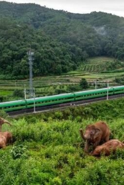 Belajar Merawat Gajah Liar di Yunan