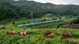 Foto dari udara yang diabadikan menggunakan drone pada 8 Agustus 2024 ini memperlihatkan kawanan gajah di Dadugang, Kota Jinghong, Prefektur Otonom Etnis Dai Xishuangbanna, Provinsi Yunnan, China barat daya. (Xin)