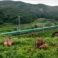 Foto dari udara yang diabadikan menggunakan drone pada 8 Agustus 2024 ini memperlihatkan kawanan gajah di Dadugang, Kota Jinghong, Prefektur Otonom Etnis Dai Xishuangbanna, Provinsi Yunnan, China barat daya. (Xin)