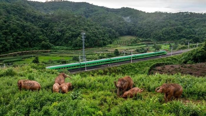 Foto dari udara yang diabadikan menggunakan drone pada 8 Agustus 2024 ini memperlihatkan kawanan gajah di Dadugang, Kota Jinghong, Prefektur Otonom Etnis Dai Xishuangbanna, Provinsi Yunnan, China barat daya. (Xin)