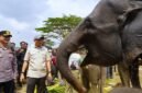 Gubernur Lampung dan Gajah TNWK