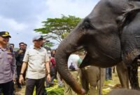 Gubernur Lampung dan Gajah TNWK