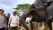 Gubernur Lampung dan Gajah TNWK