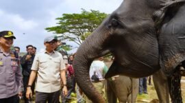 Gubernur Lampung dan Gajah TNWK