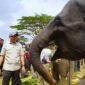 Gubernur Lampung dan Gajah TNWK
