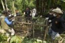 Seekor harimau Sumatra betina ditemukan di dalam kandang perangkap di Kabupaten Agam, Provinsi Sumatra Barat, pada 12 Agustus 2026. (Xin)