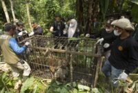 
Seekor harimau Sumatra betina ditemukan di dalam kandang perangkap di Kabupaten Agam, Provinsi Sumatra Barat, pada 12 Agustus 2026. (Xin)