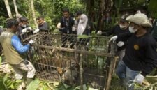 Seekor harimau Sumatra betina ditemukan di dalam kandang perangkap di Kabupaten Agam, Provinsi Sumatra Barat, pada 12 Agustus 2026. (Xin)