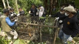 
Seekor harimau Sumatra betina ditemukan di dalam kandang perangkap di Kabupaten Agam, Provinsi Sumatra Barat, pada 12 Agustus 2026. (Xin)