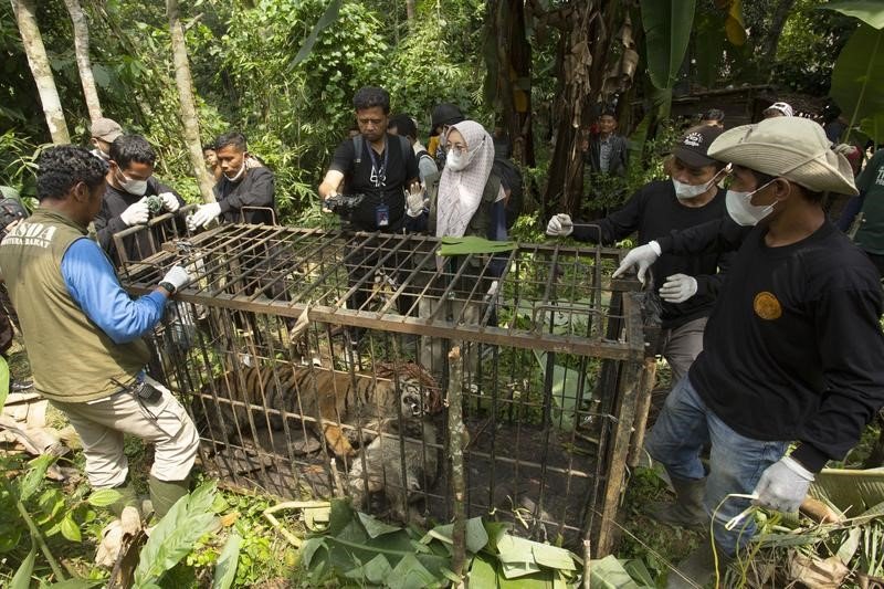 
Seekor harimau Sumatra betina ditemukan di dalam kandang perangkap di Kabupaten Agam, Provinsi Sumatra Barat, pada 12 Agustus 2026. (Xin)
