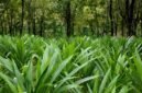 Foto tanpa keterangan tanggal ini menunjukkan tanaman daun pandan yang dibudidayakan di bawah tegakan hutan di Wanning, Provinsi Hainan, China selatan. (Xinhua)