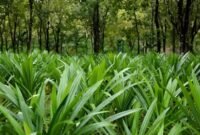 Foto tanpa keterangan tanggal ini menunjukkan tanaman daun pandan yang dibudidayakan di bawah tegakan hutan di Wanning, Provinsi Hainan, China selatan. (Xinhua)