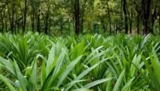 Foto tanpa keterangan tanggal ini menunjukkan tanaman daun pandan yang dibudidayakan di bawah tegakan hutan di Wanning, Provinsi Hainan, China selatan. (Xinhua)