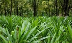 Pandan Maluku Menemukan Kehidupan Baru di Hainan