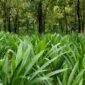Foto tanpa keterangan tanggal ini menunjukkan tanaman daun pandan yang dibudidayakan di bawah tegakan hutan di Wanning, Provinsi Hainan, China selatan. (Xinhua)