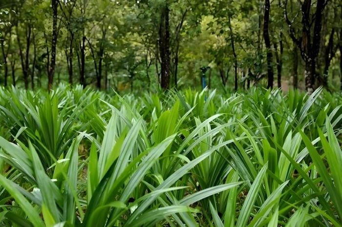 Foto tanpa keterangan tanggal ini menunjukkan tanaman daun pandan yang dibudidayakan di bawah tegakan hutan di Wanning, Provinsi Hainan, China selatan. (Xinhua)