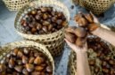 Salak Indonesia Masuk Pasar China dan Terus Meningkat
